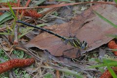 Phanogomphus hodgesi