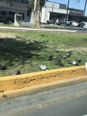 Columba livia domestica