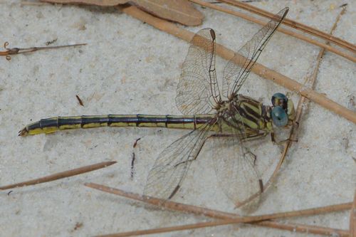 Hodges's Clubtail photo 2