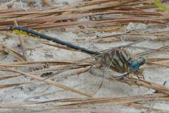 Phanogomphus hodgesi