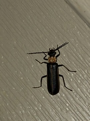 Podabrus flavicollis