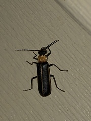 Podabrus flavicollis