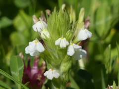 Castilleja rubicundula rubicundula