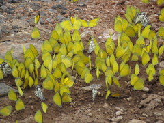 Eurema brigitta