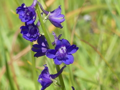 Delphinium uliginosum