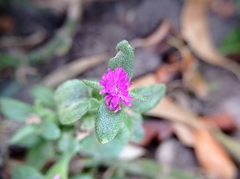 Mesembryanthemum cordifolium