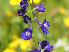 Delphinium uliginosum