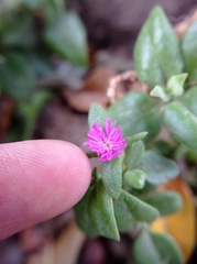 Mesembryanthemum cordifolium
