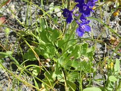 Delphinium uliginosum