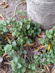 Mesembryanthemum cordifolium