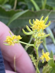 Rorippa palustris palustris