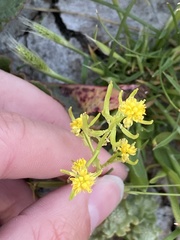 Rorippa palustris palustris