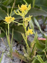 Rorippa palustris palustris
