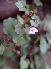Cymbalaria muralis