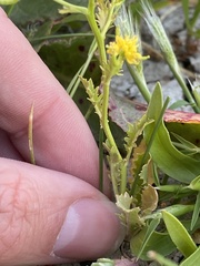 Rorippa palustris palustris