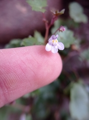 Cymbalaria muralis