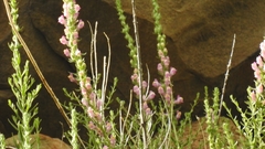 Sairocarpus multiflorus