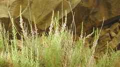 Sairocarpus multiflorus