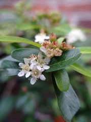 Cotoneaster pannosus