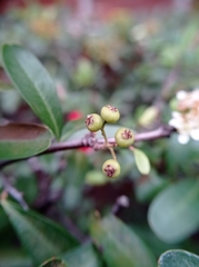 Cotoneaster pannosus
