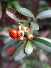 Cotoneaster pannosus