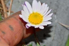 Astranthium beamanii