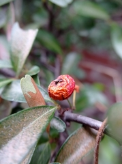 Cotoneaster pannosus