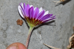 Astranthium beamanii