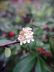 Cotoneaster pannosus