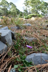 Astranthium beamanii