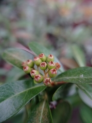Cotoneaster pannosus