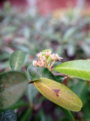 Cotoneaster pannosus