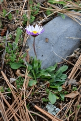 Astranthium beamanii