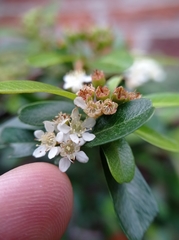 Cotoneaster pannosus