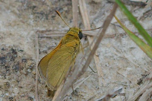 Tawny-edged Skipper photo 6