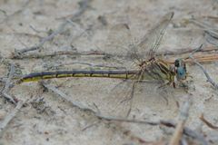 Phanogomphus hodgesi