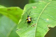 Lilioceris quadripustulata
