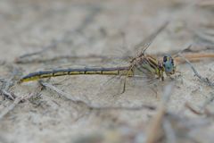 Phanogomphus hodgesi