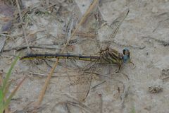 Phanogomphus hodgesi