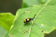 Lilioceris quadripustulata
