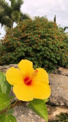 Image of Hibiscus panduriformis