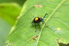 Lilioceris quadripustulata