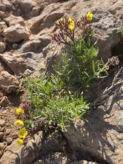 Crocanthemum greenei