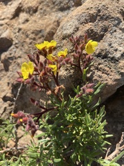 Crocanthemum greenei