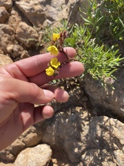 Crocanthemum greenei