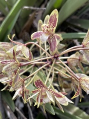 Cymbidium