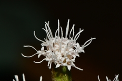 Ageratina campyloclada