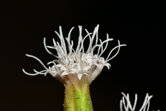 Ageratina campyloclada