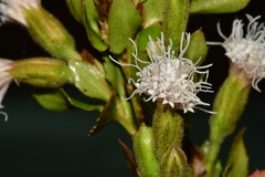 Ageratina campyloclada