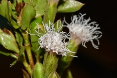 Ageratina campyloclada